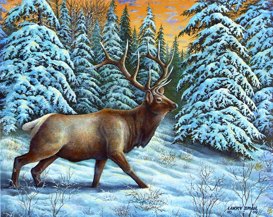 Олень зимой - животные, олень, зима, олени, елки, снег, лес, сугробы - оригинал