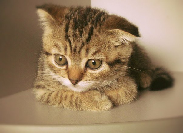 мурка - коты - оригинал