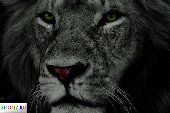 Красивый взгляд - оригинал