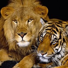 Схема вышивки «молодые лев и тигр»