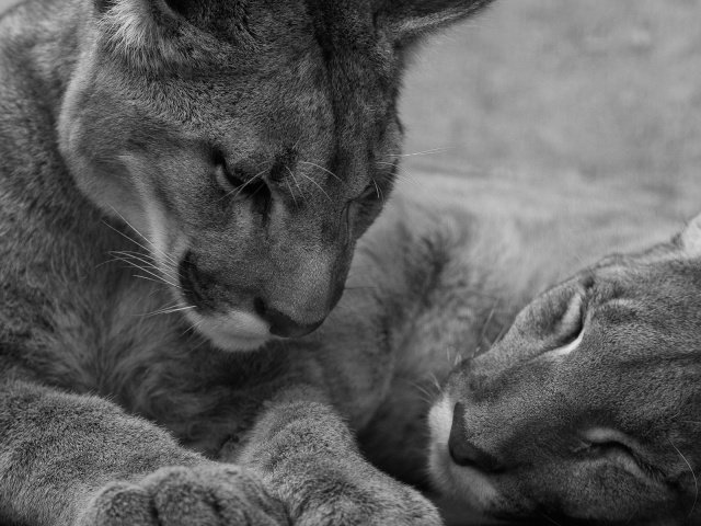 молодая пара - оригинал