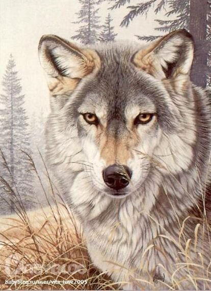 Волк. - оригинал