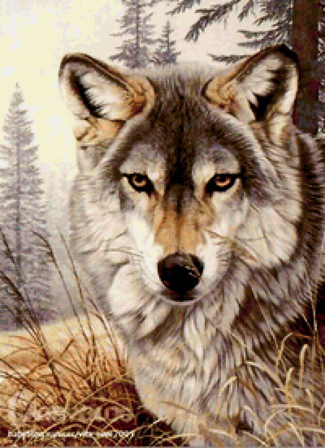 Волк. - предпросмотр