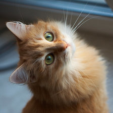 Схема вышивки «Рыжик»