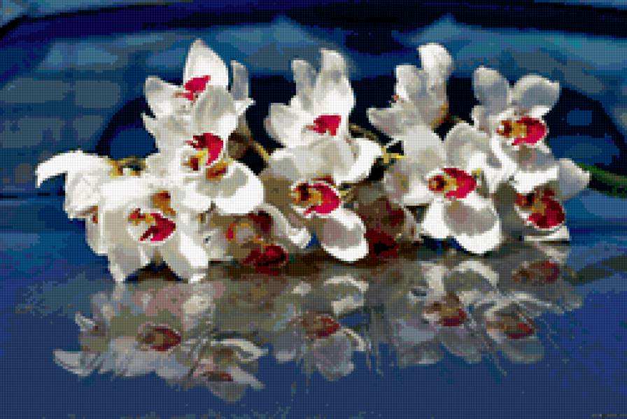 Дендробиум белый - предпросмотр