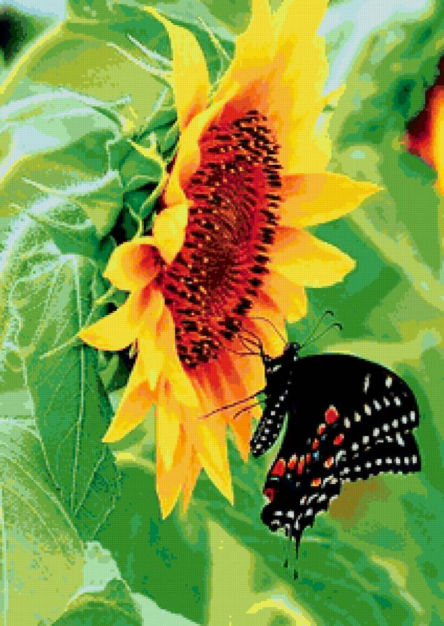 подсолнух - предпросмотр