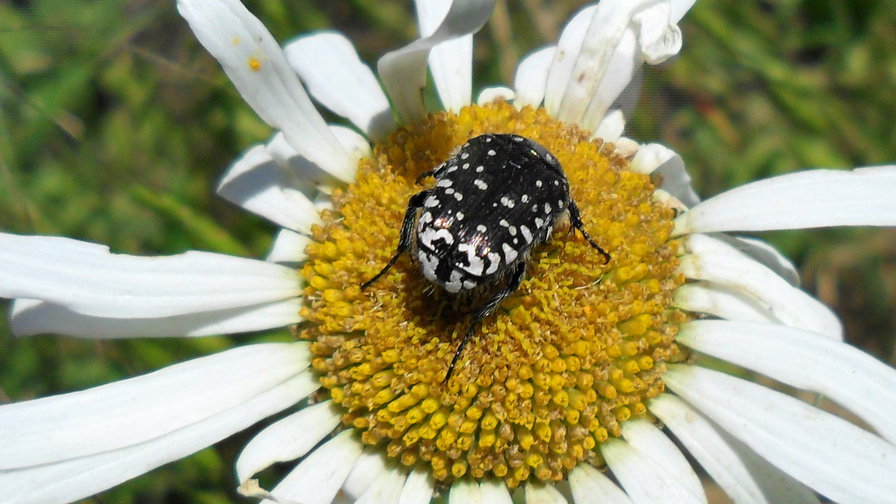 букашка на ромашке - цветы, насекомые - оригинал