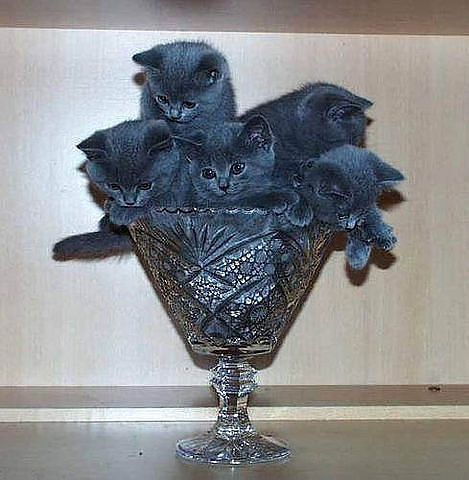 котята в бокале - котята, кошки - оригинал
