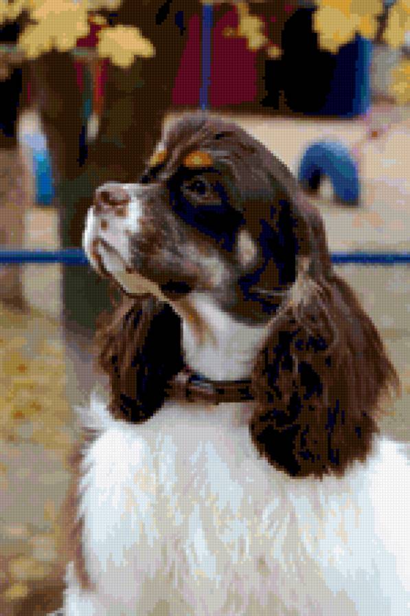 На прогулке - животные, собаки - предпросмотр