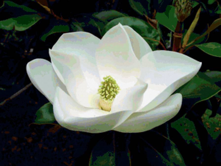 Магнолия белая - предпросмотр