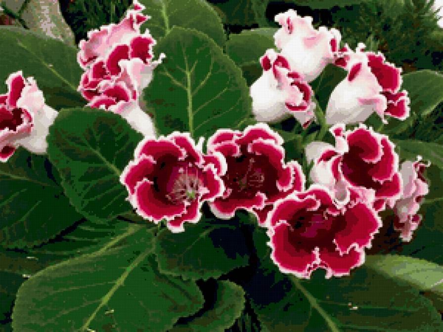 Глоксиния. - предпросмотр