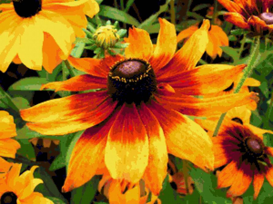 Рудбекия - предпросмотр