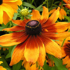 Схема вышивки «Рудбекия»