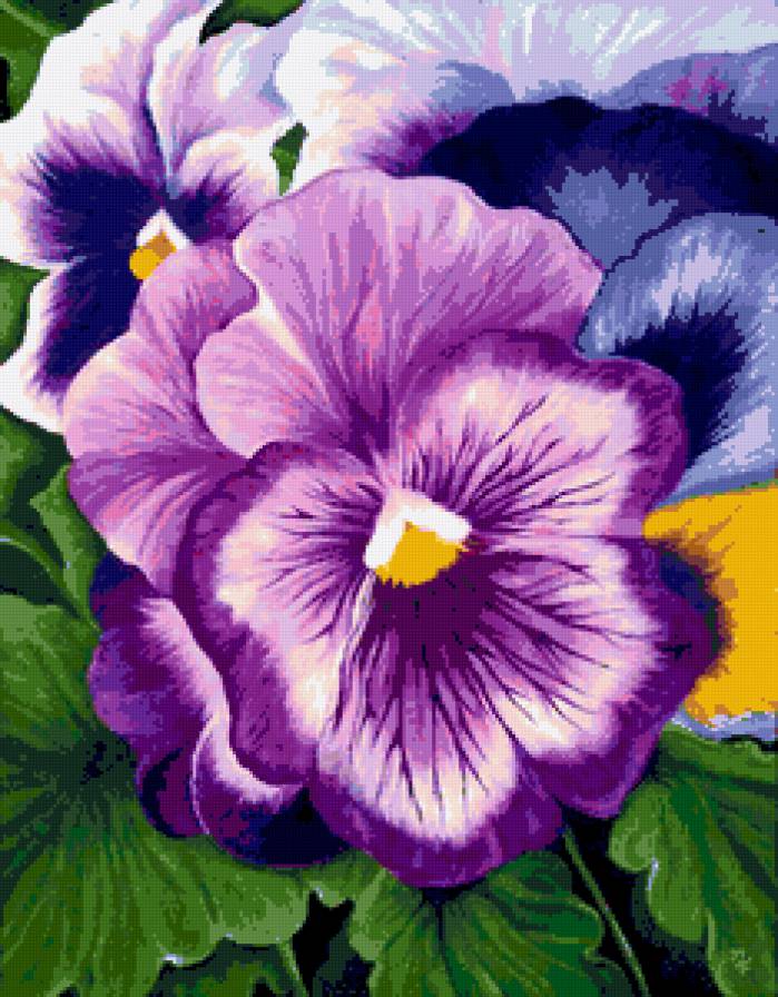 Анютины глазки - анютины глазки, анютки, фиалки, природа, лето, цветы - предпросмотр