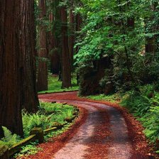 Схема вышивки «лесная дорога»