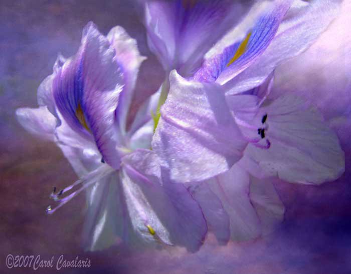 Лиловые лилии - цветы, лилия - оригинал