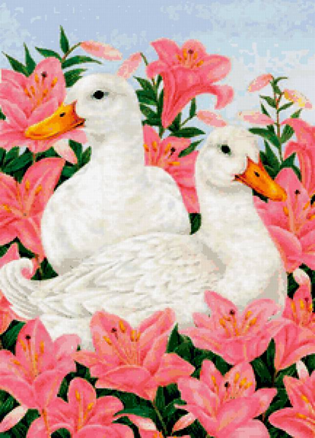 птичий двор - утки - предпросмотр