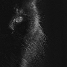 Оригинал схемы вышивки «Черная кошка» (№391393)