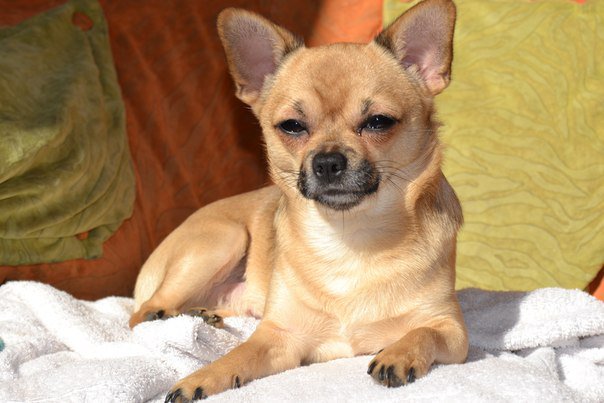 СПАРКІ - оригинал