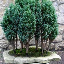 Схема вышивки «бонсай лес»