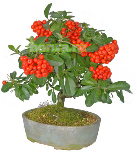 бонсай с ягодой - деревья, бонсай - оригинал