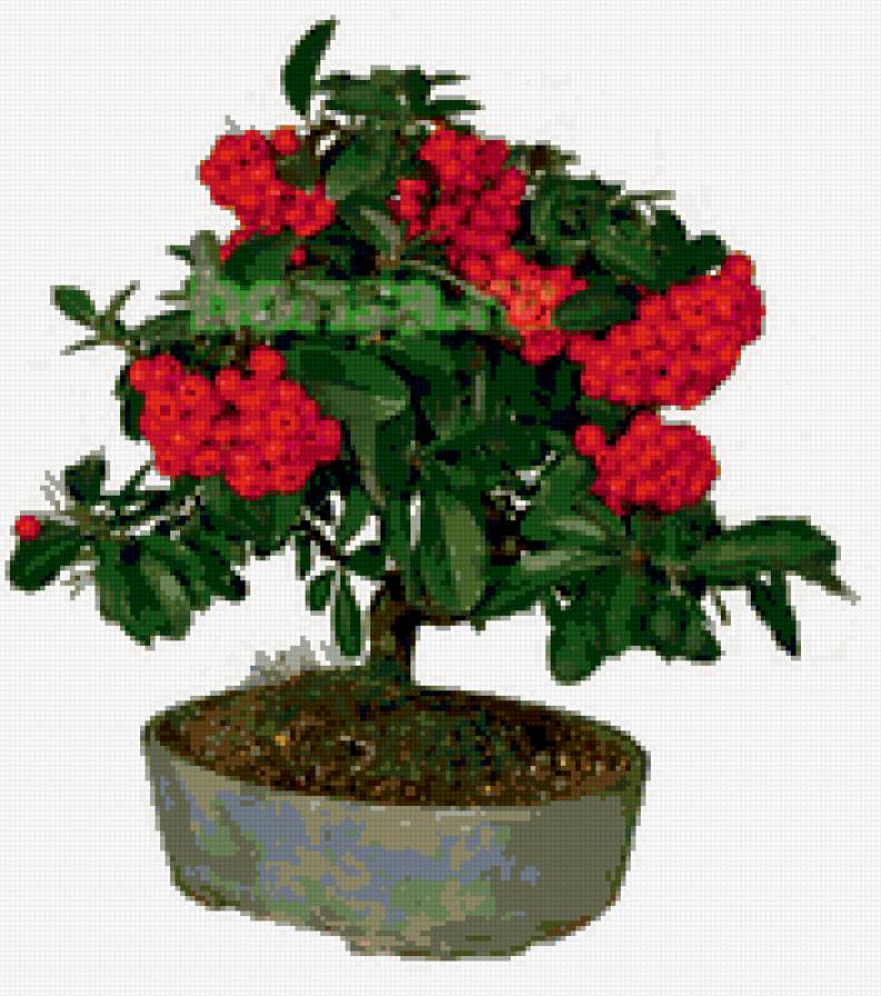 бонсай с ягодой - деревья, бонсай - предпросмотр