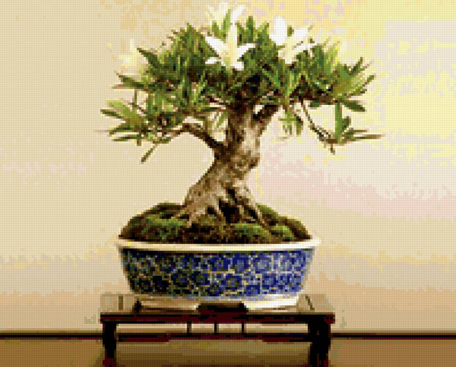 бонсай - бонсай, деревья - предпросмотр