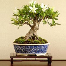 Схема вышивки «бонсай»