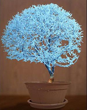 голубой бонсай - деревья, бонсай - оригинал