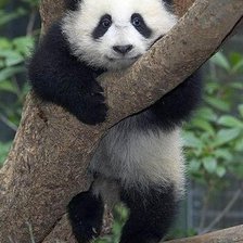 Схема вышивки «panda»