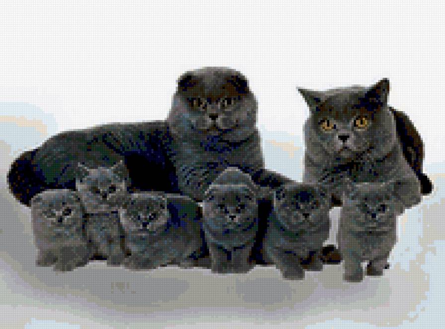 коты - коты, котята - предпросмотр