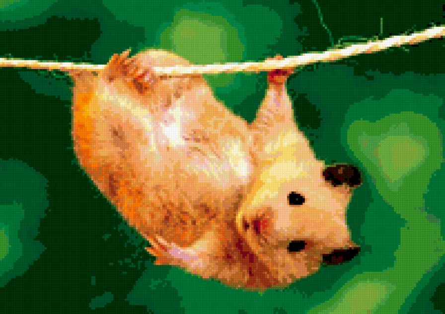 Зависнем? - грызуны - предпросмотр