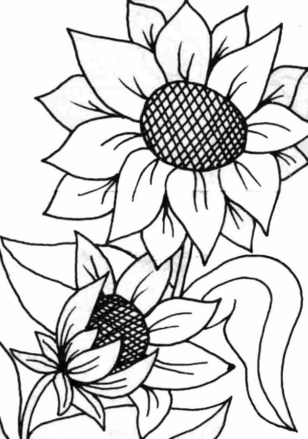 ПОДСОЛНУШИ - цветы монохрои - оригинал