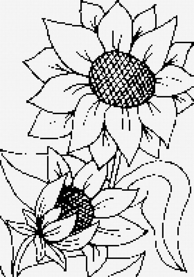 ПОДСОЛНУШИ - цветы монохрои - предпросмотр