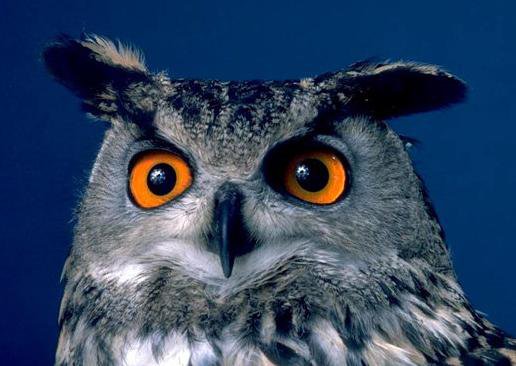 совушка - сова, птица - оригинал