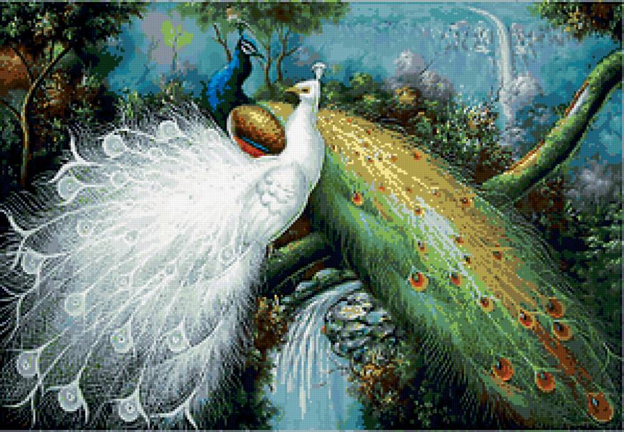 павлины - птицы - предпросмотр