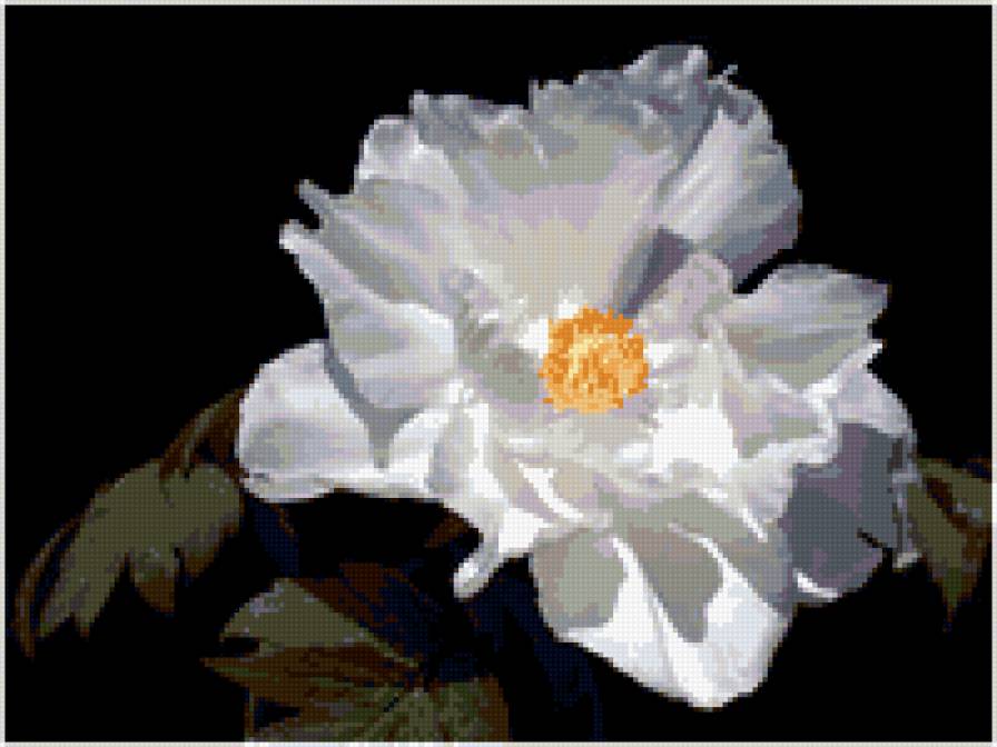 Цветок - цветы - предпросмотр