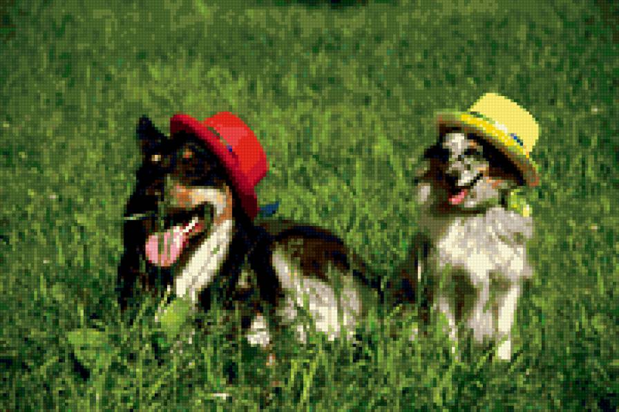 Мой зверинец - предпросмотр