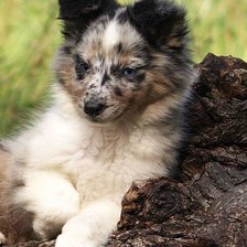 Схема вышивки «Шелтяшка»