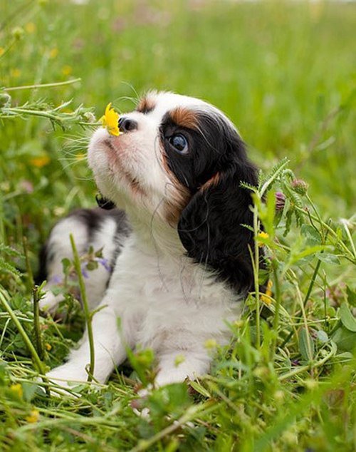 щенок - щенок, цветок, природа, собака - оригинал