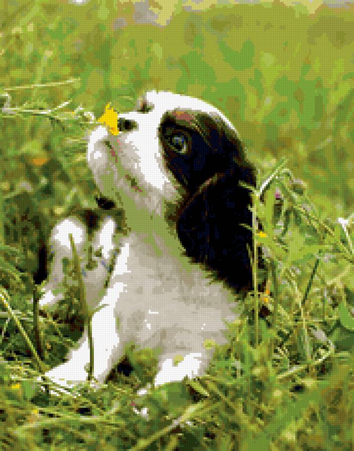 щенок - собака, природа, цветок, щенок - предпросмотр