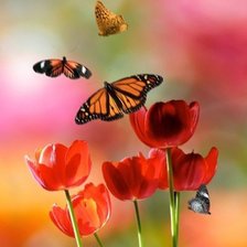 бабочки и тюльпаны