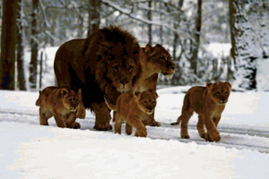 Семья львов - львы, животные, семья - предпросмотр