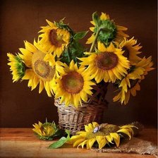 подсолнухи