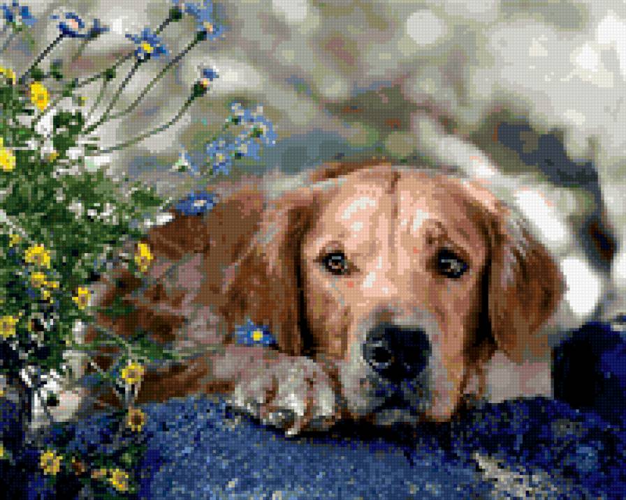 собака и васильки - животные, собака - предпросмотр