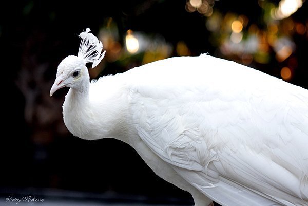 Белый павлин - птица павлин белый - оригинал