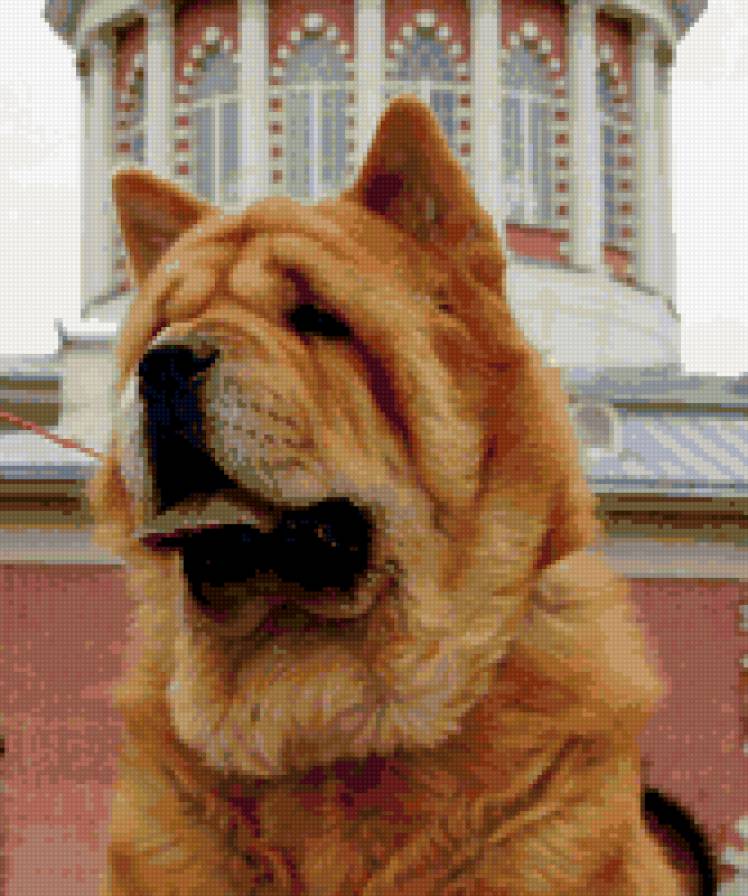 Чау-чау смуф - животные - предпросмотр