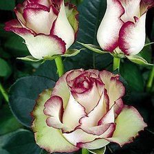 Схема вышивки «№393732»