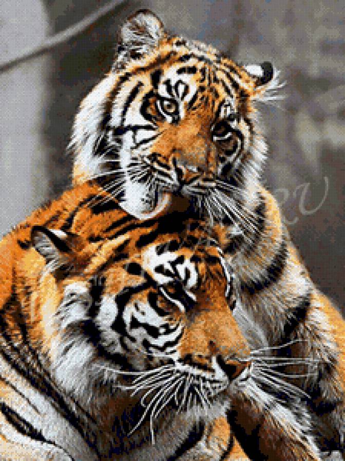 тигр - предпросмотр