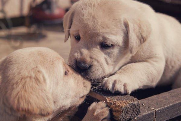 щенки - оригинал